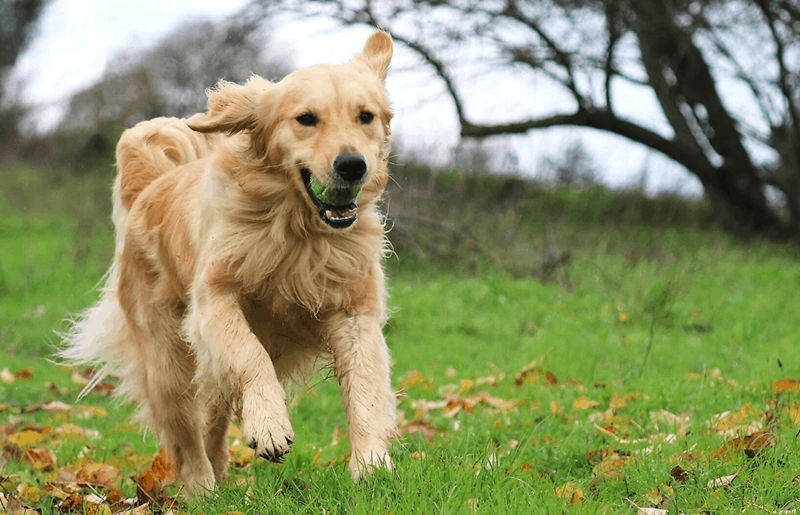 Spesies Anjing yang Berasal dari Wilayah Inggris - Domino206 Lounge