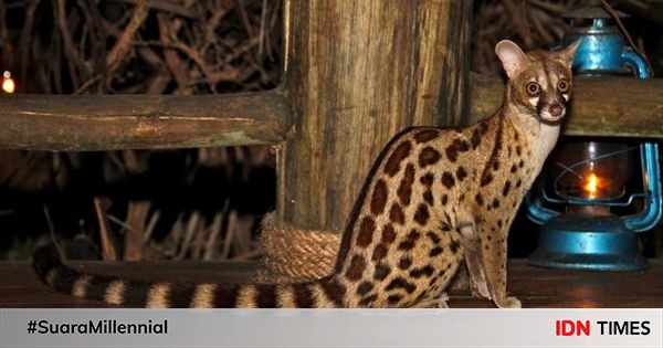 5 Fakta Unik dari Genet, Hewan Langka yang Mirip Kucing u0026 Luwak!