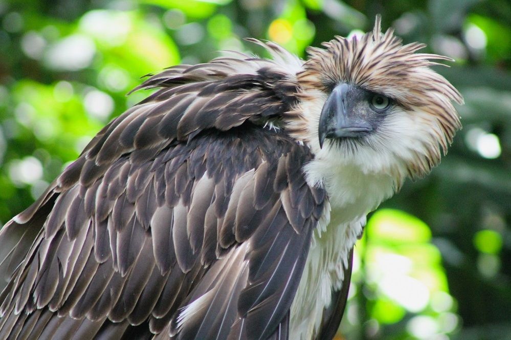 7 Fakta Elang Filipina, Burung Nasional Filipina yang Terancam Punah 