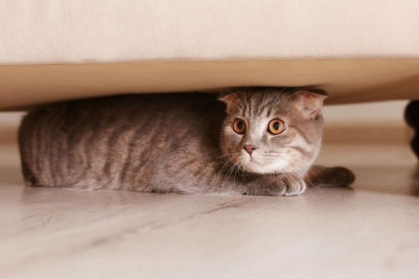 7 Trik Cara Mudah dan Ampuh Melatih Kucing Supaya jadi Penurut