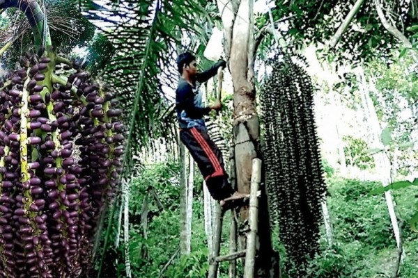 Desa Belimbing Bahan Baku Arak Bali