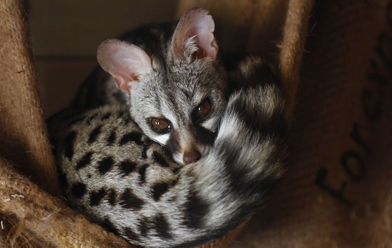 5 Fakta Unik dari Genet, Hewan Langka yang Mirip Kucing & Luwak!