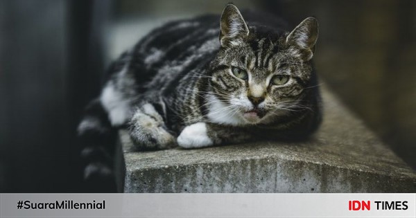 5 Cara Mengusir Kucing dengan Halus, Jangan Pakai Kekerasan!