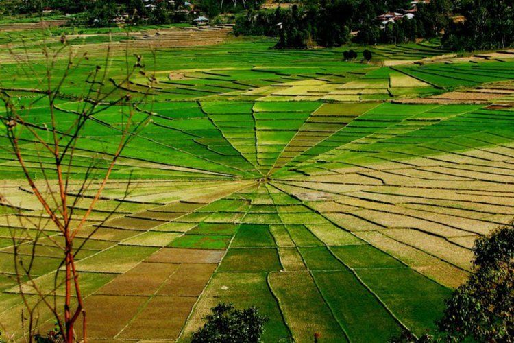 Ini Tiga Kabupaten Lampung Dibidik Pengembangan Hortikultura