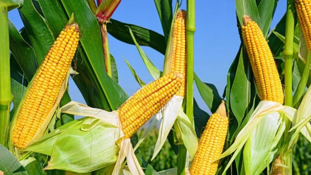 Pertumbuhan Ladang Jagung Berau Tertinggi di Kaltim