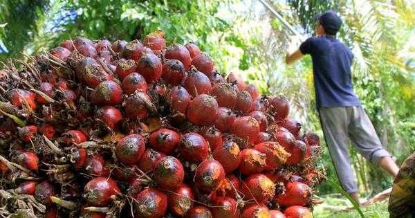 RSI Janji Akan Tuntaskan Permasalahan Pekerja Anak Sawit di Indonesia