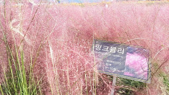 6 Tempat  untuk Melihat Rumput Pink Muhly di Korea, Selain Haneul Park