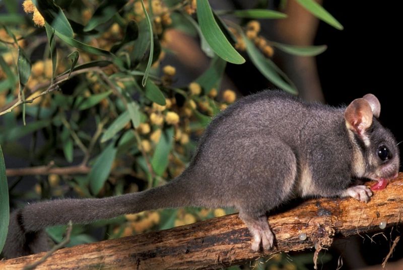 5 Fakta Unik Leadbeater s Possum Hewan  Punah  yang 