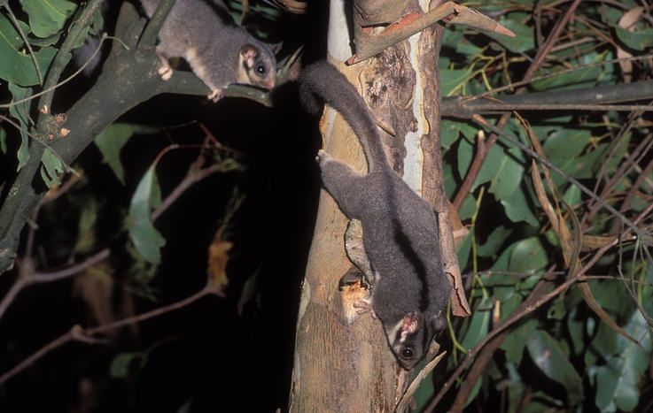 5 Fakta Unik  Leadbeater s Possum Hewan  Punah  yang  