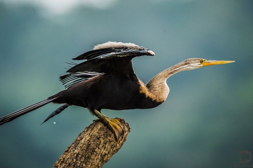 7 Fakta Pecuk Ular, Burung Air Unik yang Gak Punya Lubang Hidung