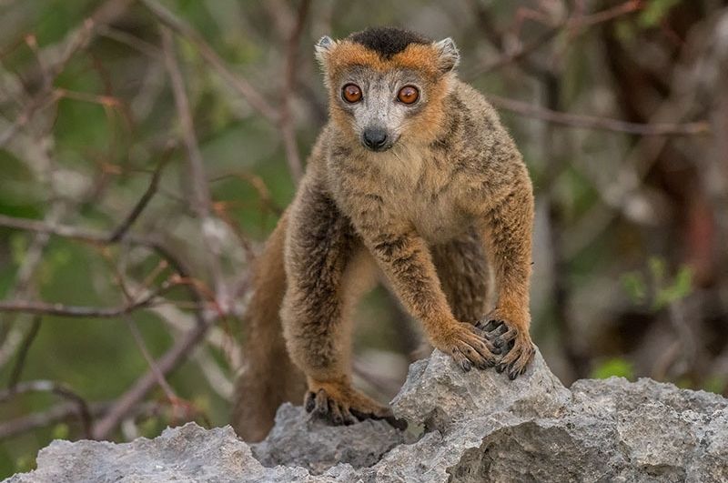 5 Fakta  Menarik  dari Crowned Lemur Primata Langka 