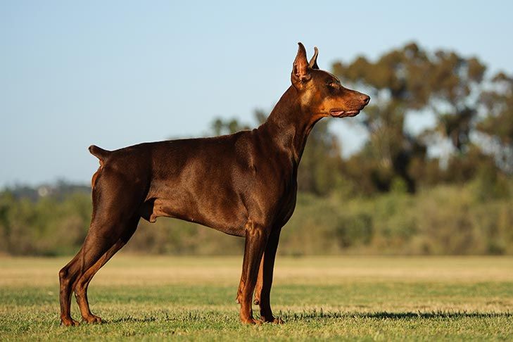 Spesies Anjing Yang Berasal Dari Jerman