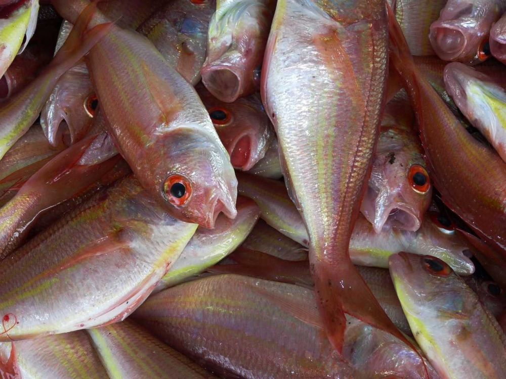 3 Negara Tunda Impor Ikan Sumsel, Nelayan Ganti Tangkapan untuk Lokal
