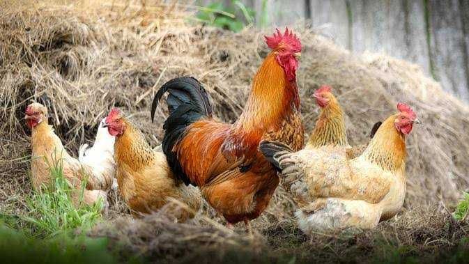 Kisah Gunawan, Sempat Bangkrut Ternak Ayam Kini Bangkit Berkat PTPN 7