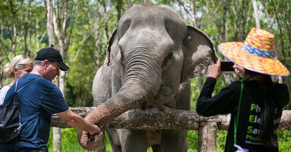 Gajah Liar Rusak Kebun dan Muncul di Ventilasi Dapur Warga