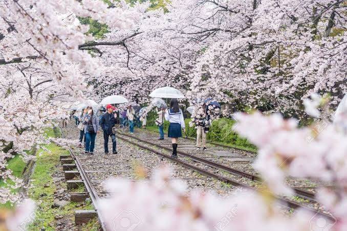 10 Tempat Terpopuler Untuk Melihat Bunga Sakura Di Kyoto, Jepang