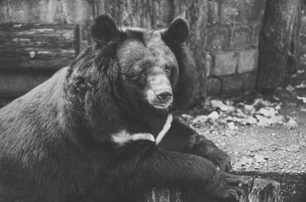 Lonjakan Serangan Beruang di Jepang Terkait dengan Hibernasi yang Terganggu Akibat Perubahan Iklim