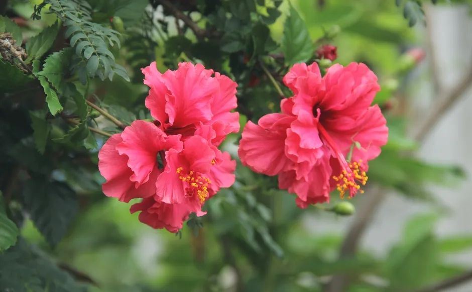Aman Dimakan, Ini 5 Jenis Bunga yang Memiliki Manfaat Kesehatan 