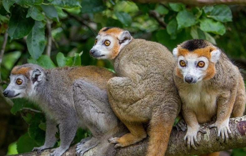 5 Fakta  Menarik  dari Crowned Lemur Primata Langka 