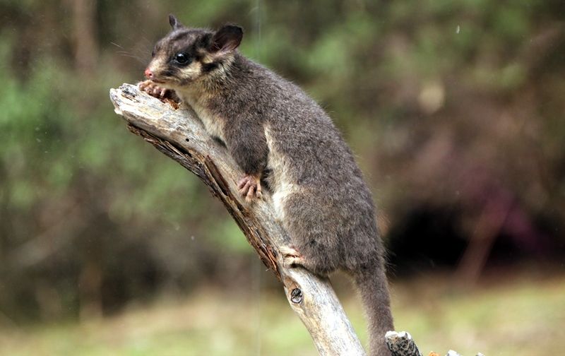 5 Fakta Unik Leadbeater s Possum Hewan  Punah  yang  