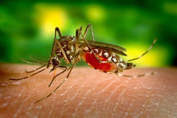 DBD dan Chikungunya Merebak di Tabanan