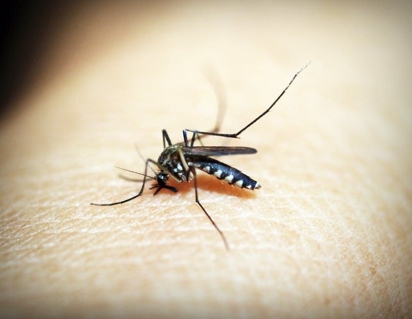 Peran Penting Nyamuk Bagi Kehidupan Makhluk Hidup