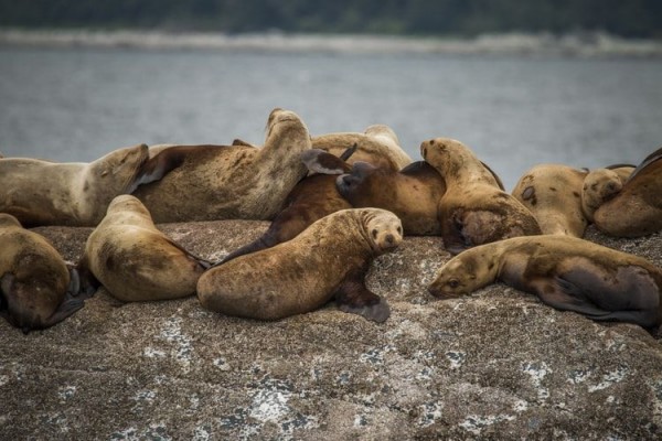 Kasus Langka, Ribuan Anak Anjing Laut Mati Terdampar di Pantai Namibia