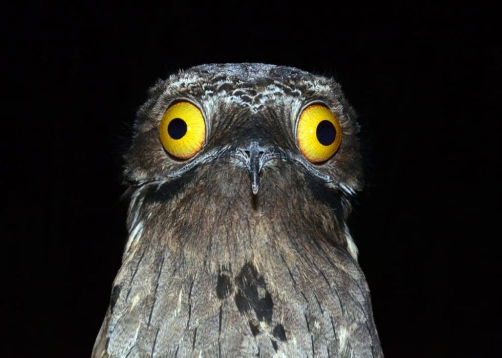 5 Fakta Great Potoo Spesies Burung Unik Yang Sangat Jago Berkamuflase