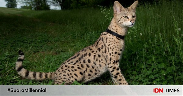10 hewan hibrida hasil kawin silang antar spesies