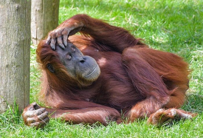 Orangutan Tapanuli Masuk ke Pemukiman karena Aroma Durian