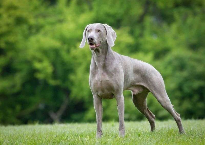 5 Spesies Anjing Yang Berasal Dari Jerman, Berani Dan Stamina Tinggi!