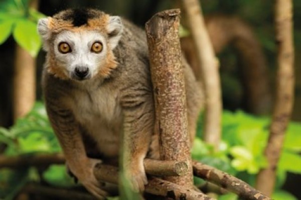 5 Fakta Menarik dari Crowned Lemur, Primata Langka Bertubuh Mungil!