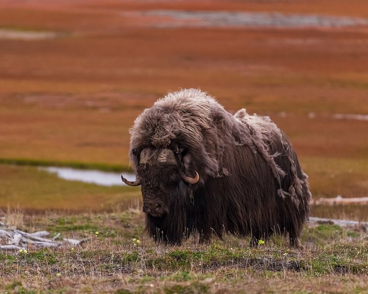 Luar biasa!  10 mamalia darat terbesar di Amerika Utara