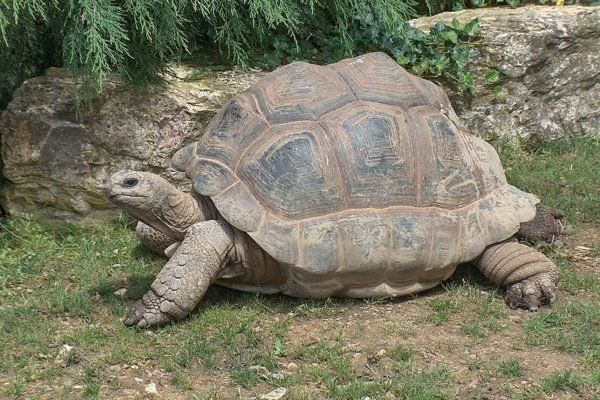 8 Fakta Unik Tentang Reptil, Ada Juga yang Bisa Berhitung Lho!