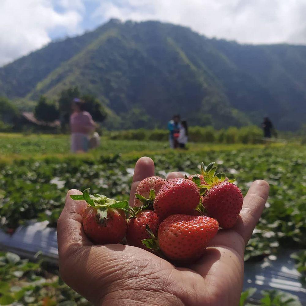 Fakta-fakta Menarik tentang Desa Wisata Sembalun di Lombok Timur