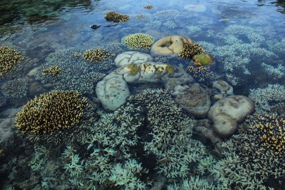 9 Potret Keindahan Nusa Barong, Surga Tersembunyi di Jawa Timur!