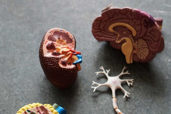 Doktor di Tiongkok Dipenjara karena Jual Organ Manusia