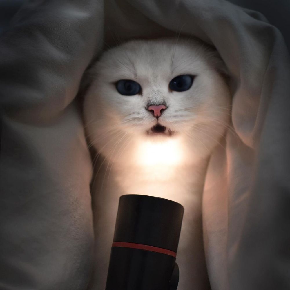 Kucing Bernama Coby Jadi Selebgram, Jago Berpose di Depan Kamera