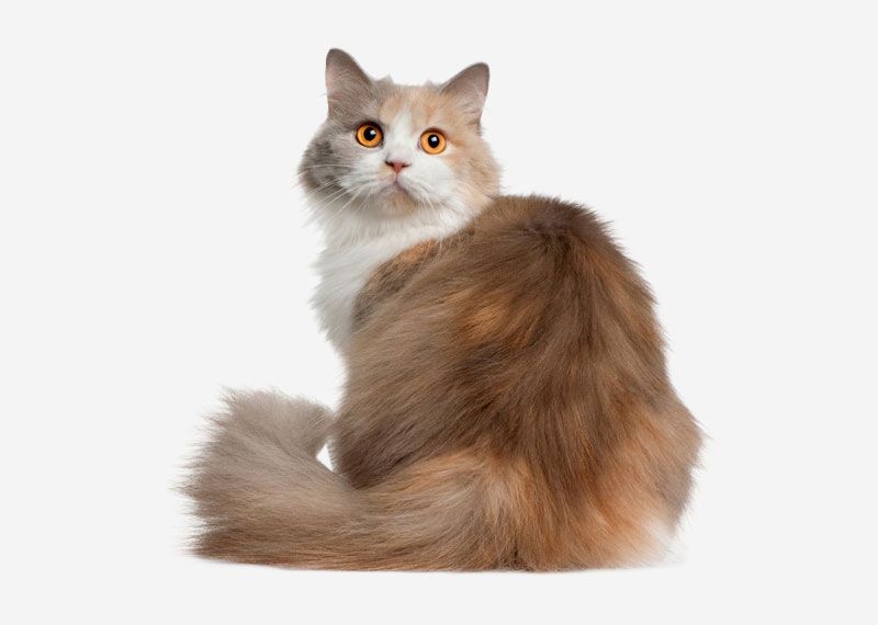 british longhair cat harga