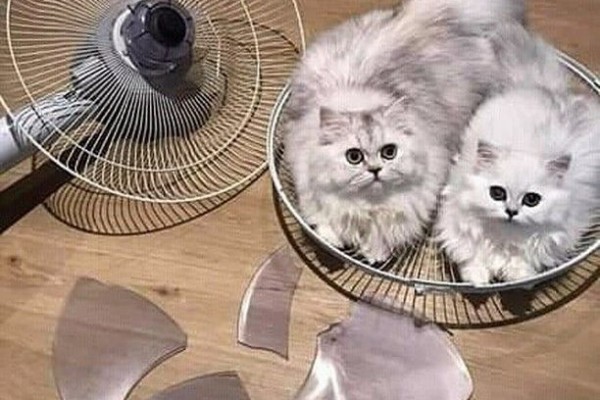 Dijuluki 'Majikan', 10 Tingkah Nakal Kucing Ini Bikin Ngelus Dada
