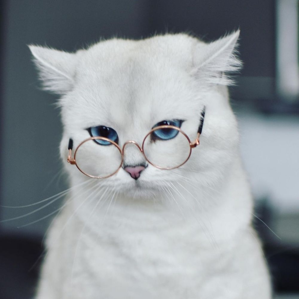 Kucing Bernama Coby Jadi Selebgram, Jago Berpose di Depan Kamera