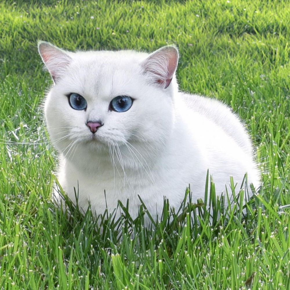 Kucing Bernama Coby Jadi Selebgram, Jago Berpose di Depan Kamera