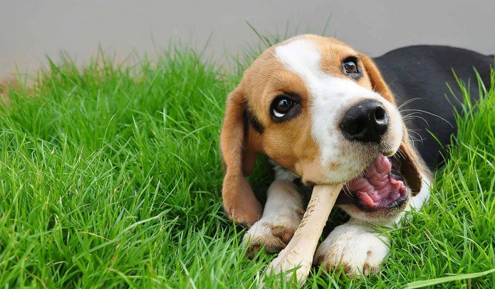Jadi Peliharaan Favorit, Ini 5 Fakta Ilmiah tentang Anjing Beagle