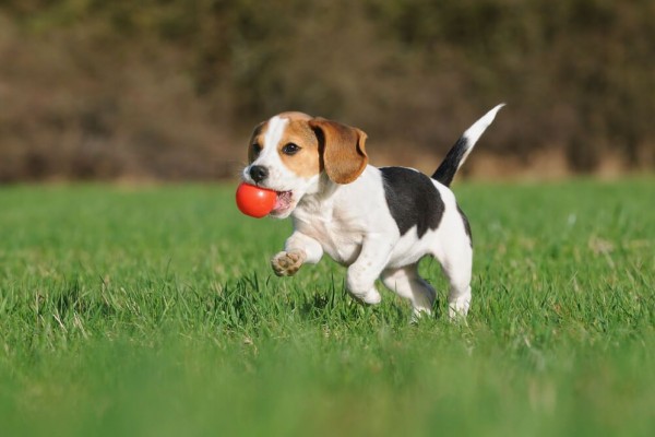 5 Fakta Ilmiah Anjing Beagle, Jadi Peliharaan Favorit!