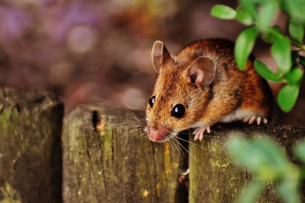 Jangan Anggap Sepele! 6 Penyebab Tikus Masuk dalam Rumah