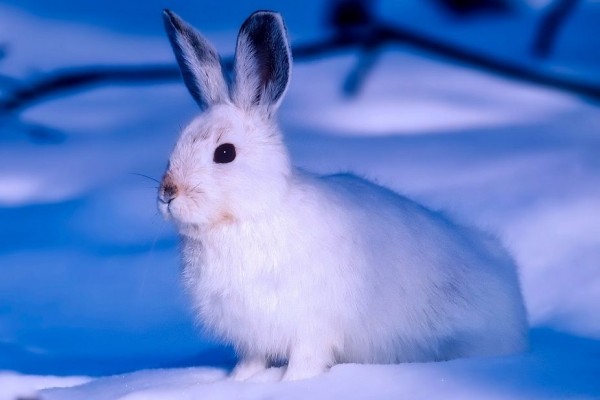 Makan Kotoran Sendiri? Ini 7 Fakta Unik Terwelu Arktik yang Imut