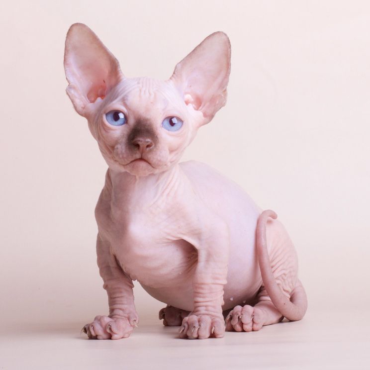 5 Fakta Bambino Cat, Keturunan Sphynx yang Penampilannya Bikin Gemas
