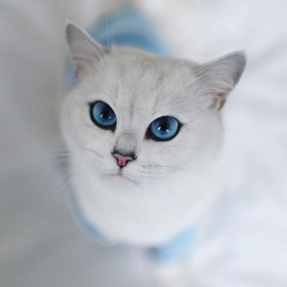 Kucing Bernama Coby Jadi Selebgram, Jago Berpose di Depan Kamera
