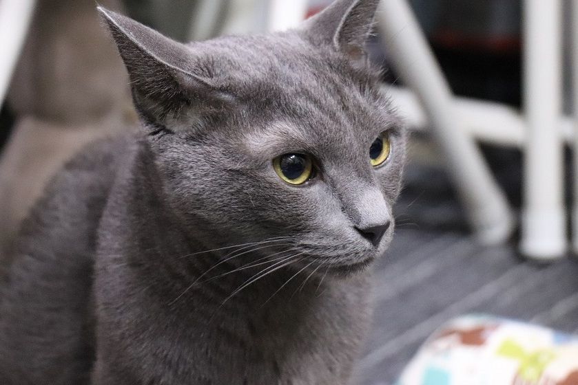 7 Ras Kucing Cantik Ini Tahan Cuaca Dingin Ekstrem, Mana Favoritmu?