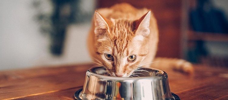 Baru Punya Kucing? Ini Nih, 5 Barang yang Wajib Kamu Miliki